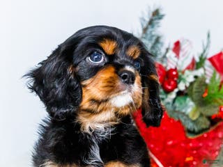Cavalier King Charles Spaniel dogs Garland - Ad 10