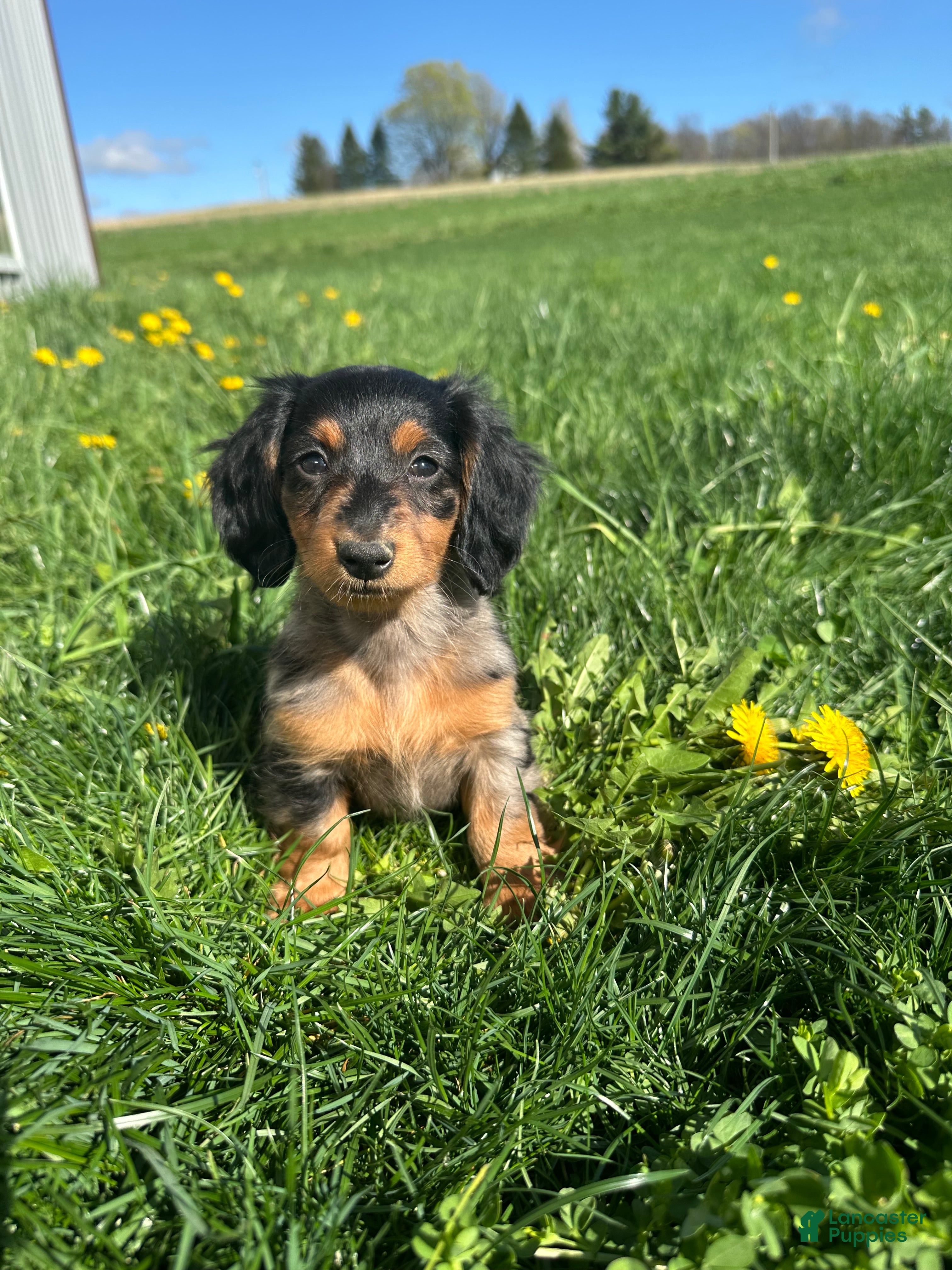 Miniature Dachshund dogs Spotty - Ad 1