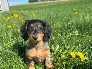 Miniature Dachshund dogs for sale: Spotty - Ad 3