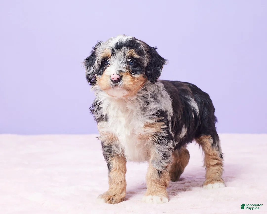 Mini Bernedoodle dogs for sale: Polly - Ad 2