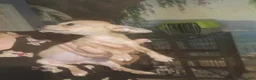 Chihuahua dogs for sale: Hand Delivery. Teacup applehead female - Ad 2