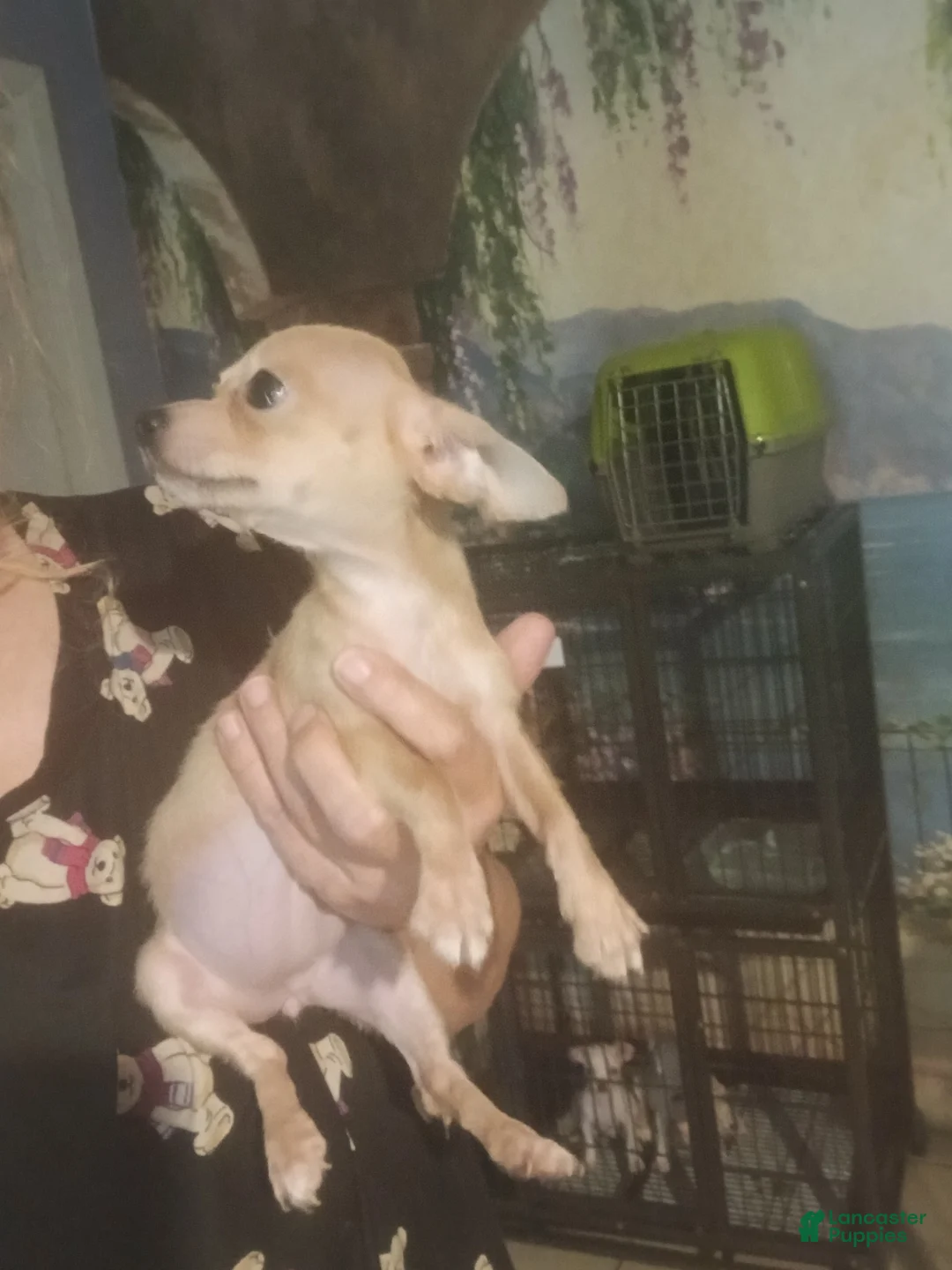 Chihuahua dogs for sale: Hand Delivery. Teacup applehead female - Ad 2