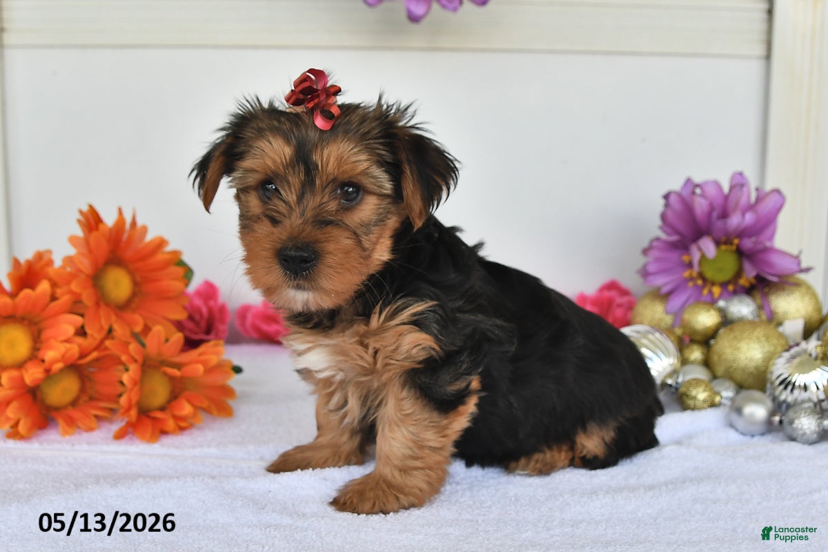 Yorkshire Terrier dogs for sale: Abigail - Ad 1