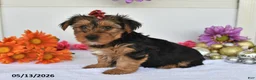 Yorkshire Terrier dogs for sale: Abigail - Ad 1