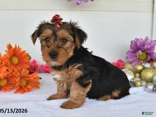 Yorkshire Terrier dogs for sale: Abigail - Ad 1
