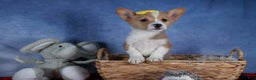 Welsh Corgi Pembroke dogs for sale: Monty - Ad 3