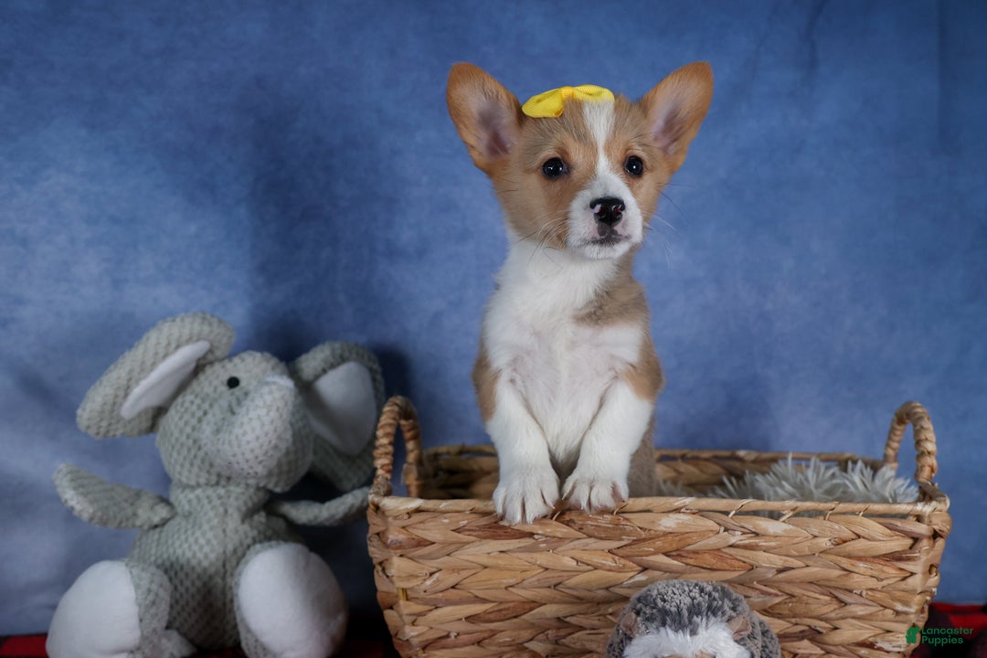 Welsh Corgi Pembroke dogs for sale: Monty - Ad 3