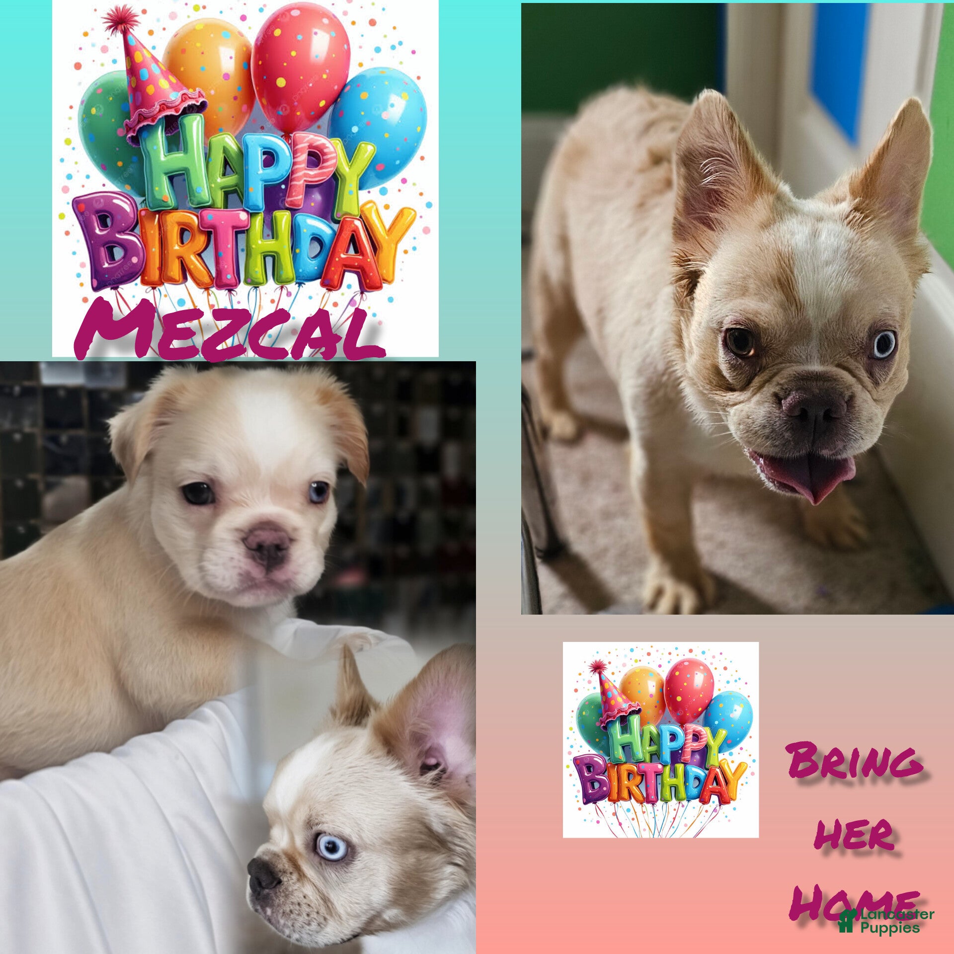 French Bulldog dogs Mezcal, the easy breeze - Ad 1