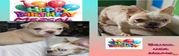 French Bulldog dogs for sale: Mezcal, the easy breeze - Ad 1