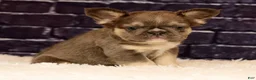 French Bulldog dogs for sale: Biscuit - Ad 8
