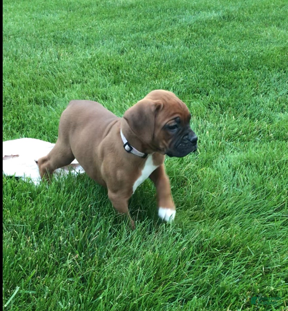 Boxer dogs Boxer Puppy 1 - Ad 2