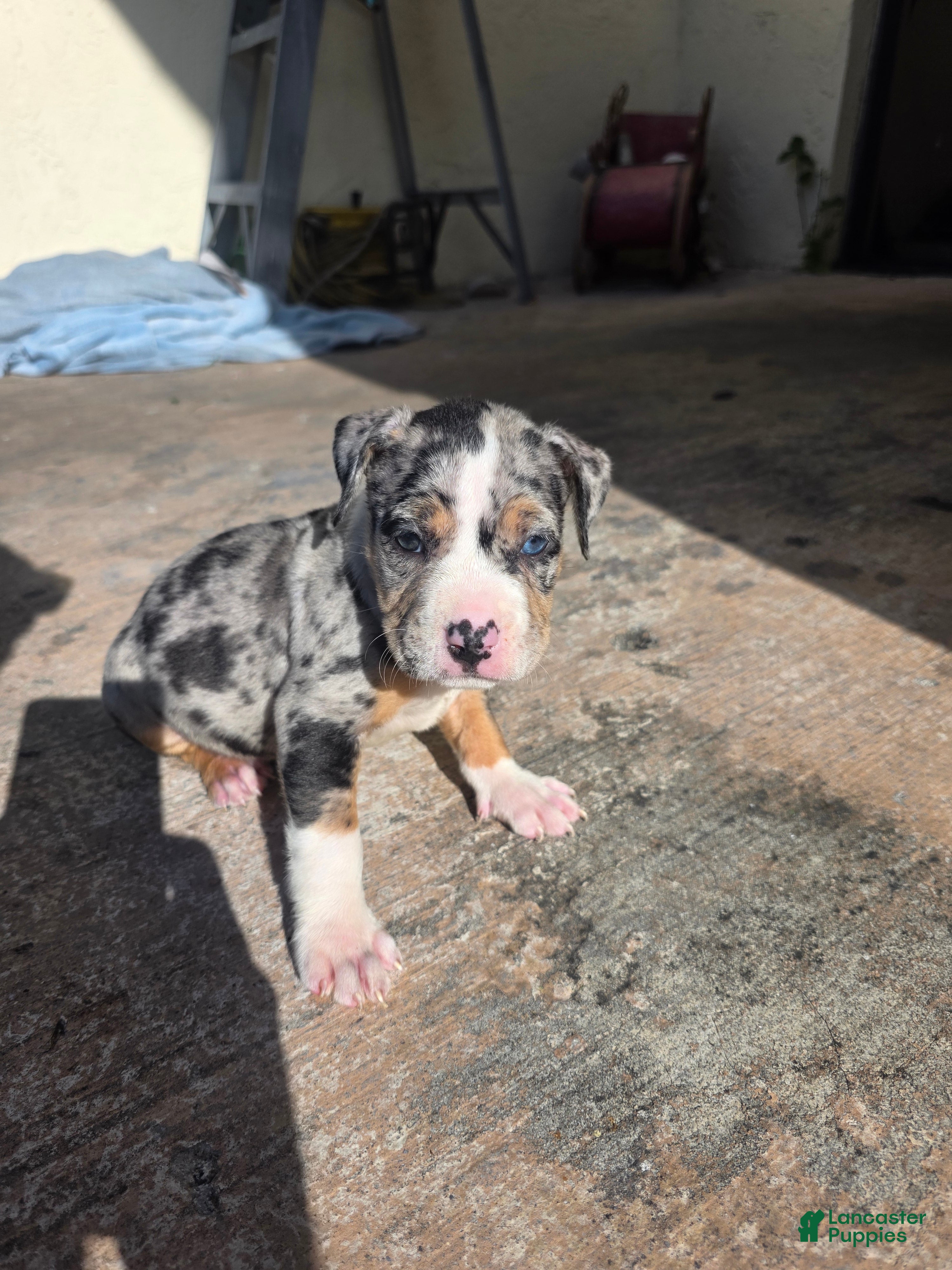 American Bully dogs American Bully 6 - Ad 37