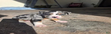 American Bully 6