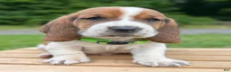 Basset Hound dogs for sale: Oliver - Ad 10