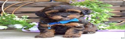 Shihpoo dogs for sale: Sterling  - Ad 2