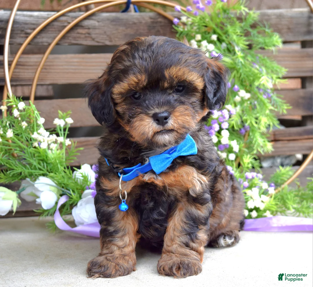 Shihpoo dogs for sale: Sterling  - Ad 2