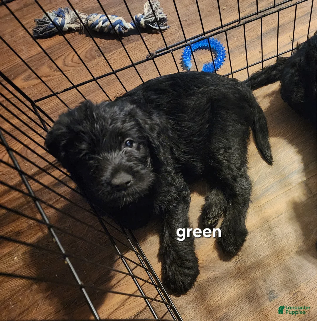 Labradoodle dogs for sale: Labradoodle green collar - Ad 1