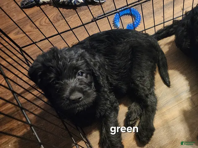 Labradoodle dogs for sale: Labradoodle green collar - Ad 1