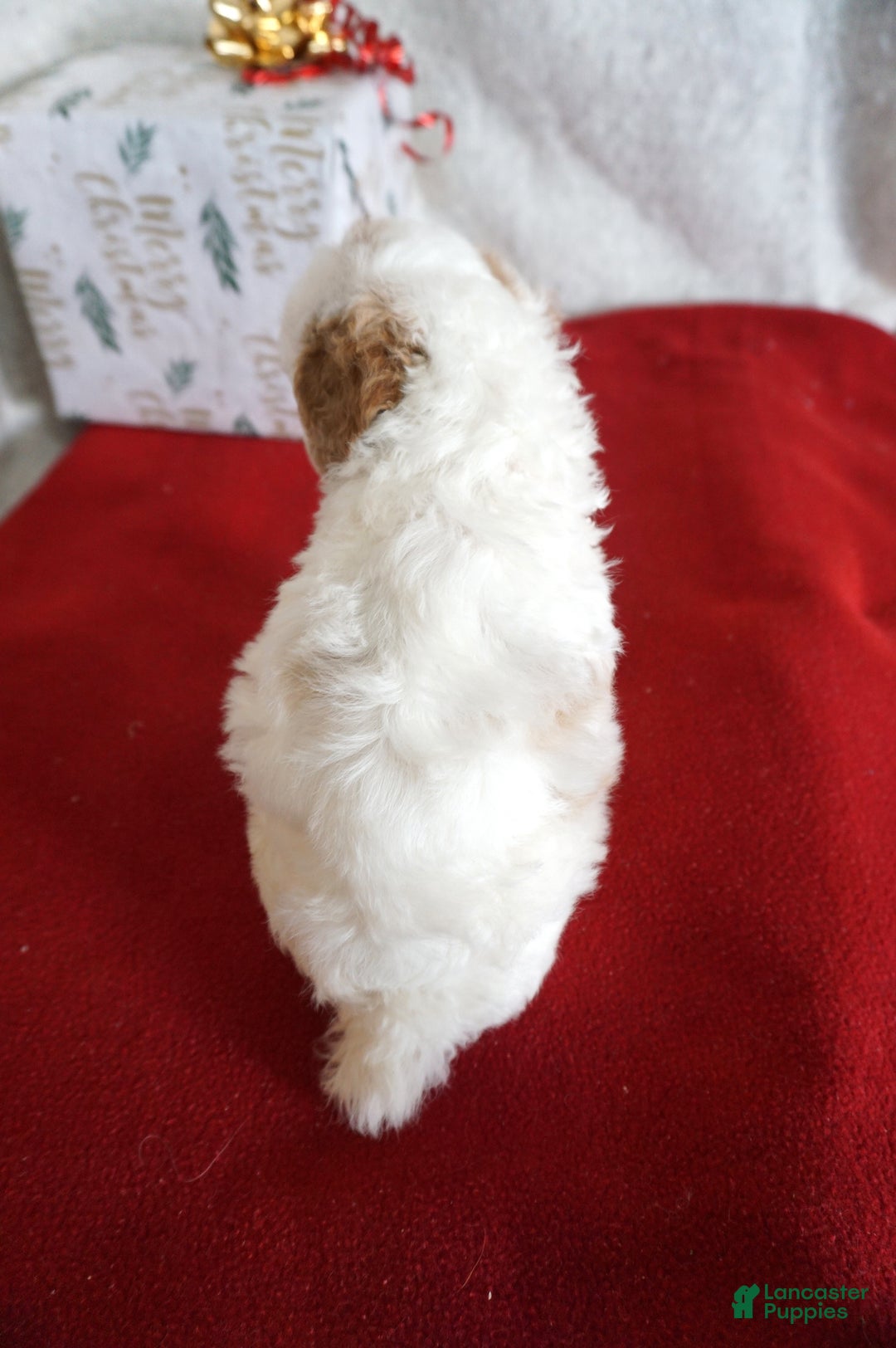 Toy Poodle dogs for sale: Freckles - Ad 7