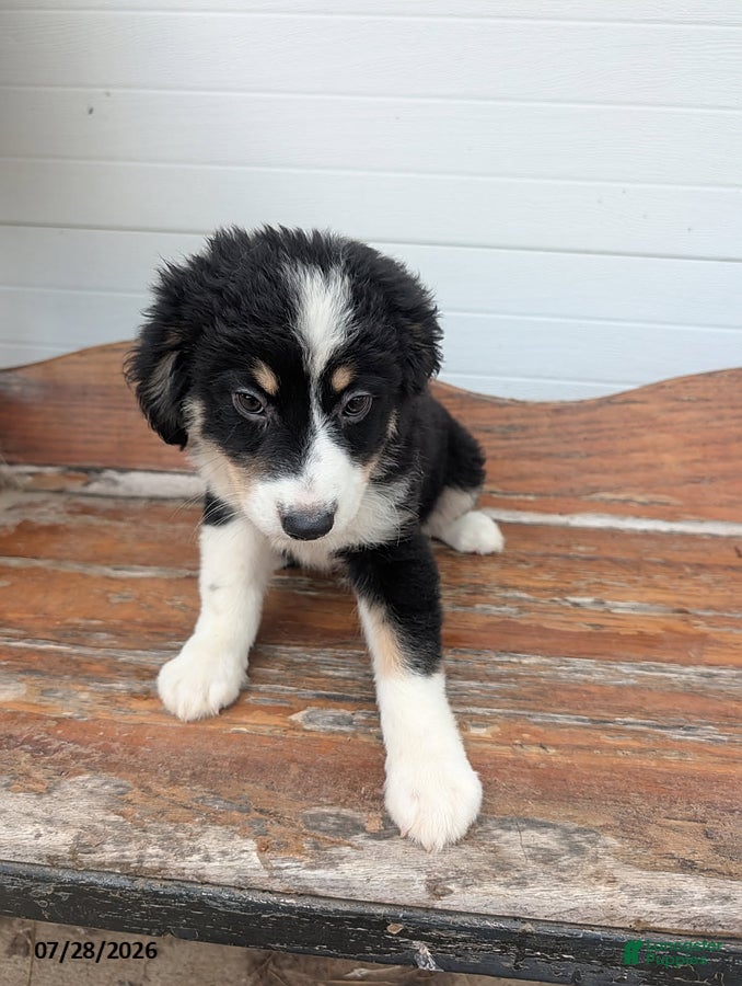 Mixed Breed dogs Lancer - Ad 14