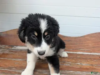 Mixed Breed dogs Lancer - Ad 14