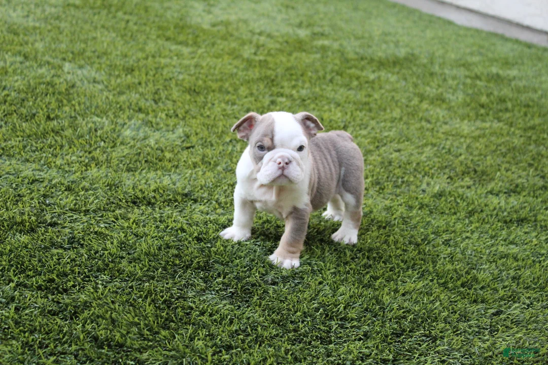 English Bulldog dogs for sale: English Bulldog Puppy 1 - Ad 1