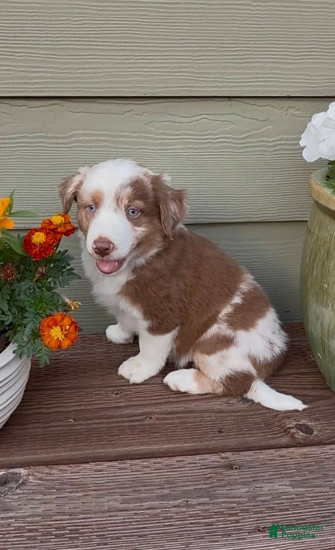 Miniature Australian Shepherd dogs for sale: Hooligans Red Merle Male 2 - Ad 3