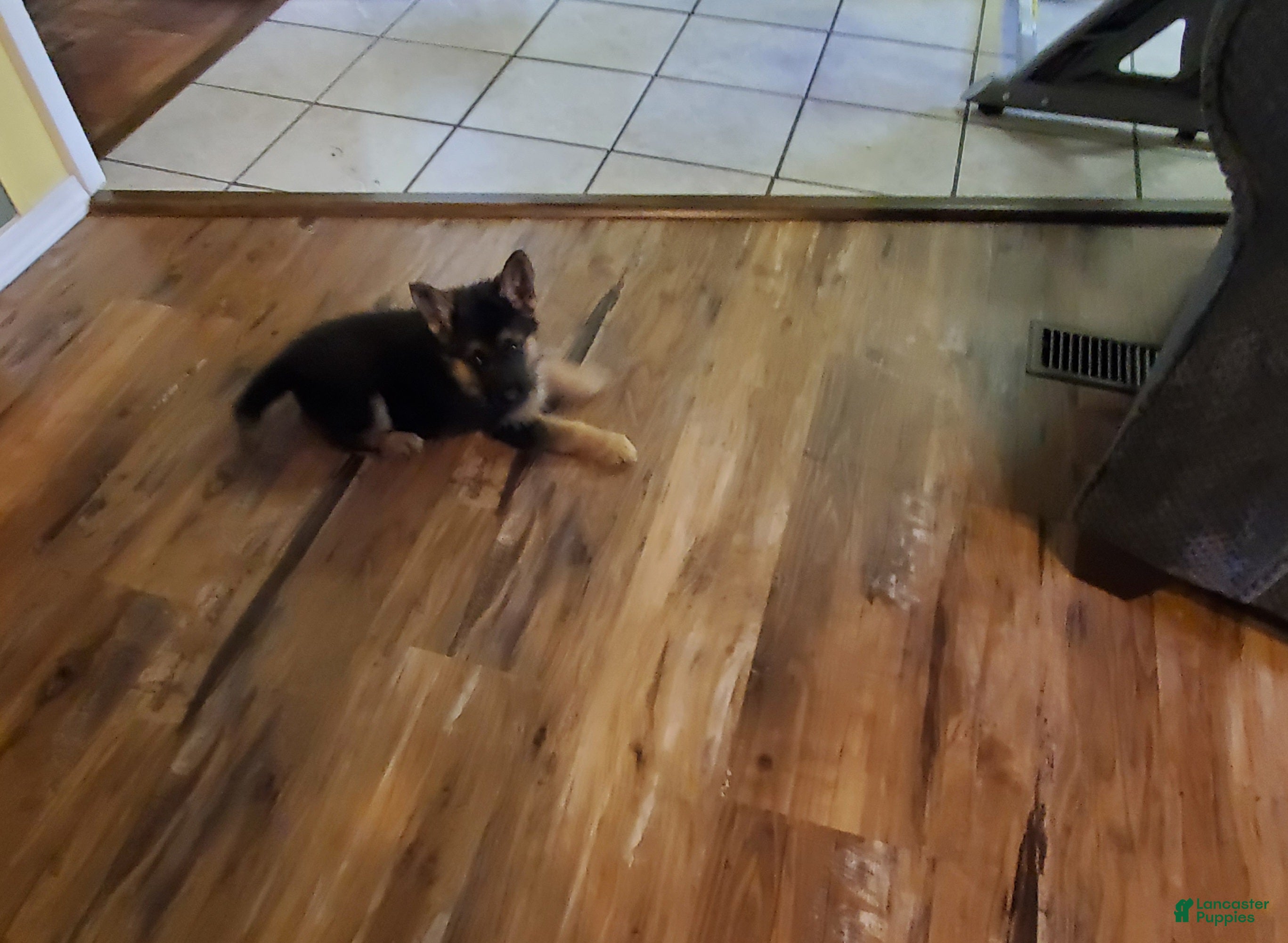 German Shepherd dogs Yellow Male - Ad 1