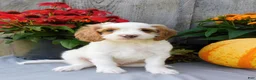 Cockapoo dogs for sale: Jax - Ad 4