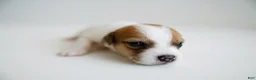 Jack Russell Terrier dogs for sale: Jack Russell Terrier 5 - Ad 8