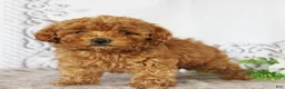 Toy Poodle dogs for sale: Cody - Ad 1