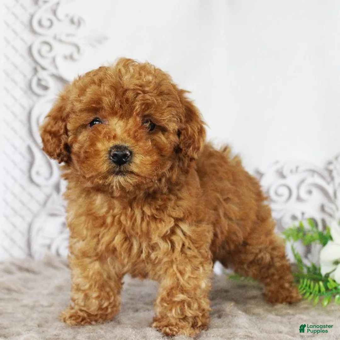 Toy Poodle dogs for sale: Cody - Ad 1