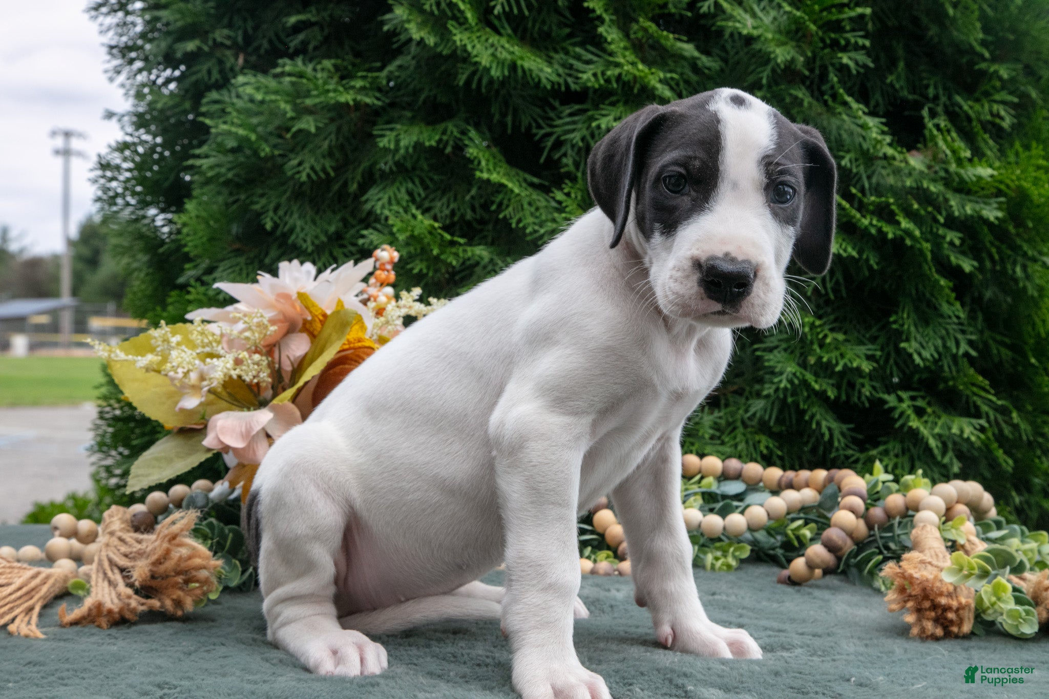 Great Dane dogs Sheba - Ad 2