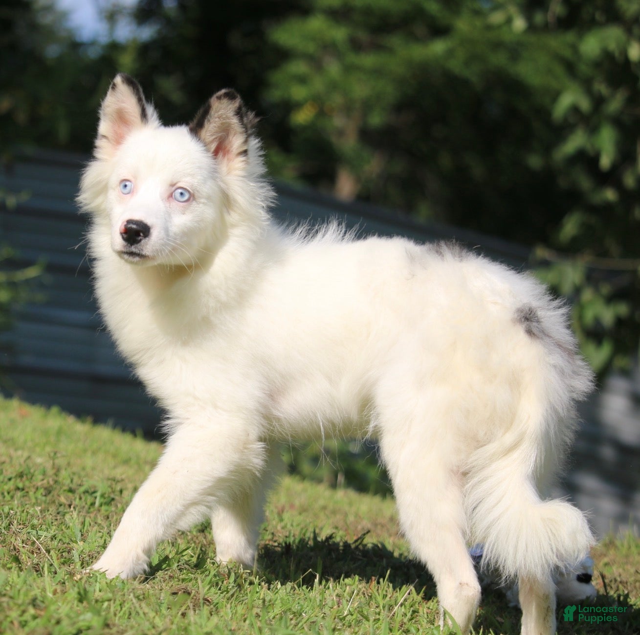 Pomsky dogs Prince - Ad 2