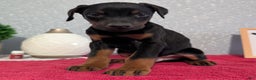 Doberman Pinscher dogs for sale: Lando - Ad 3