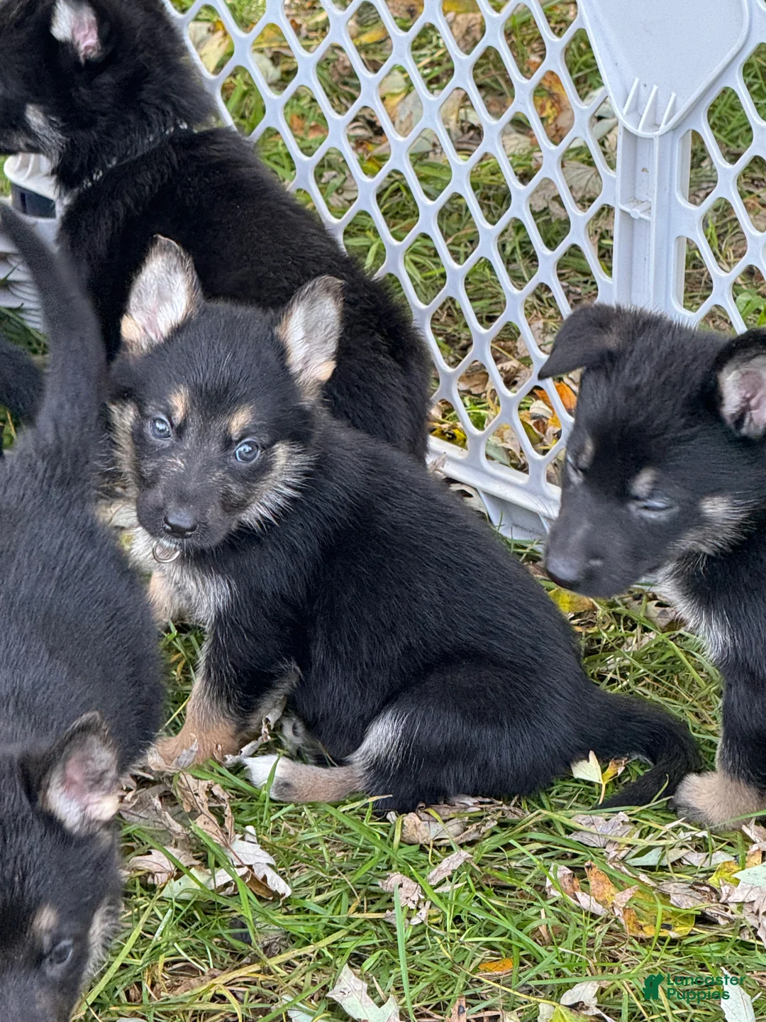 German Shepherd dogs for sale: German Shepherd 2 Red Collar - Ad 1