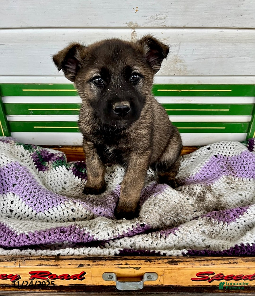 Mixed Breed dogs for sale: Billy - Ad 1