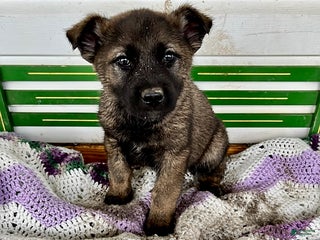 Mixed Breed dogs Billy - Ad 17