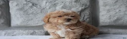 Maltipoo dogs for sale: Max - Ad 3