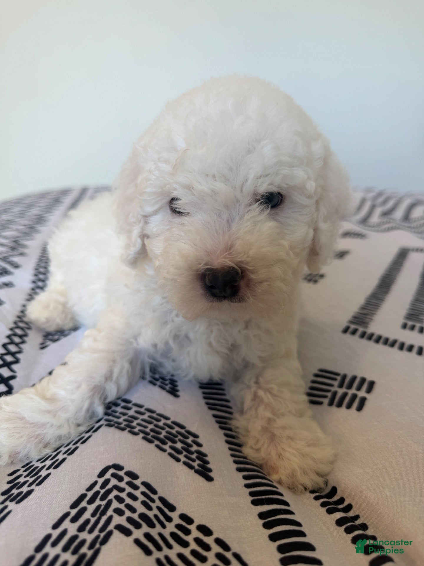 Toy Poodle dogs for sale: Teddy - Ad 2