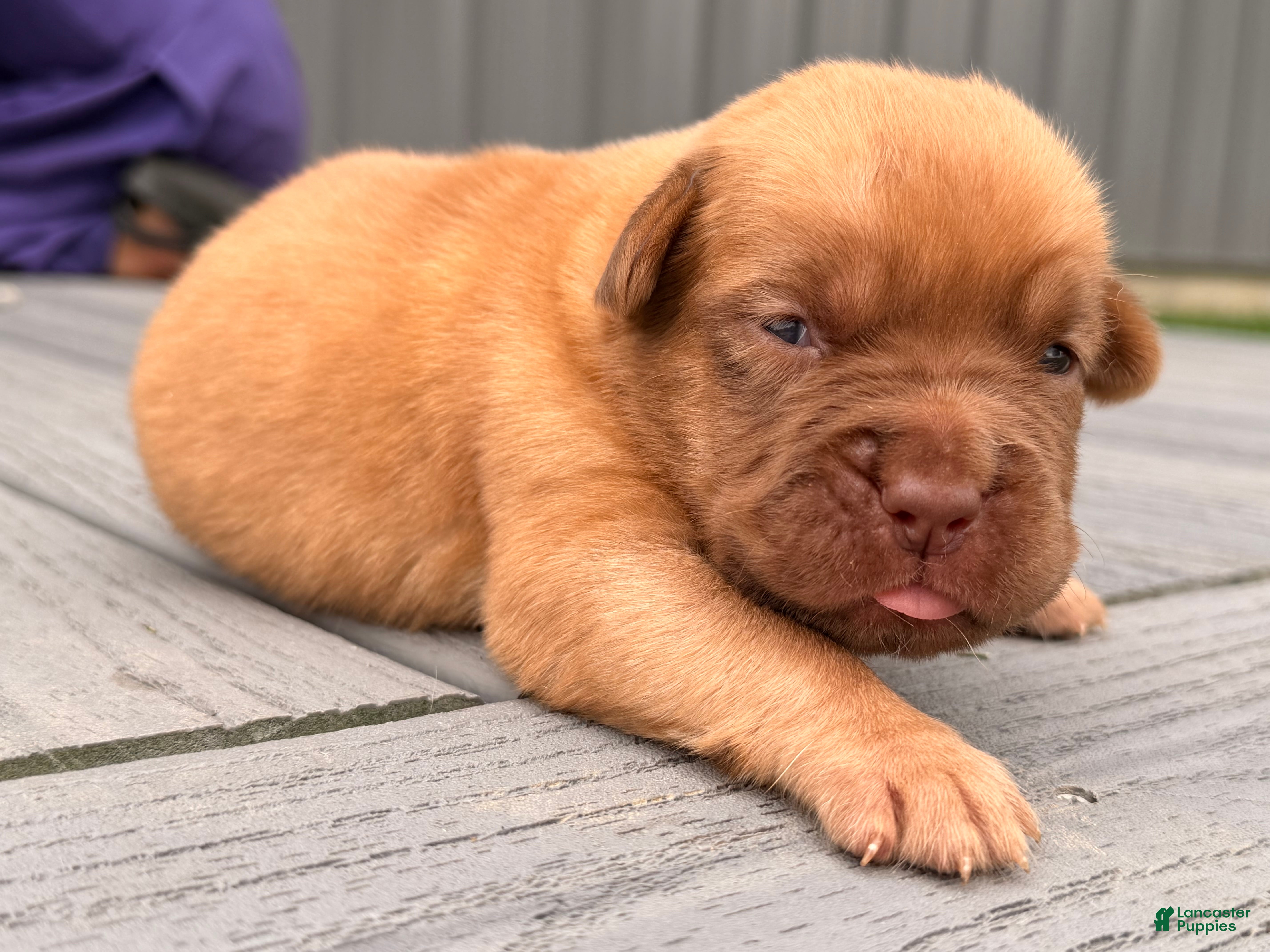Dogue De Bordeaux dogs for sale: Babbles  - Ad 3