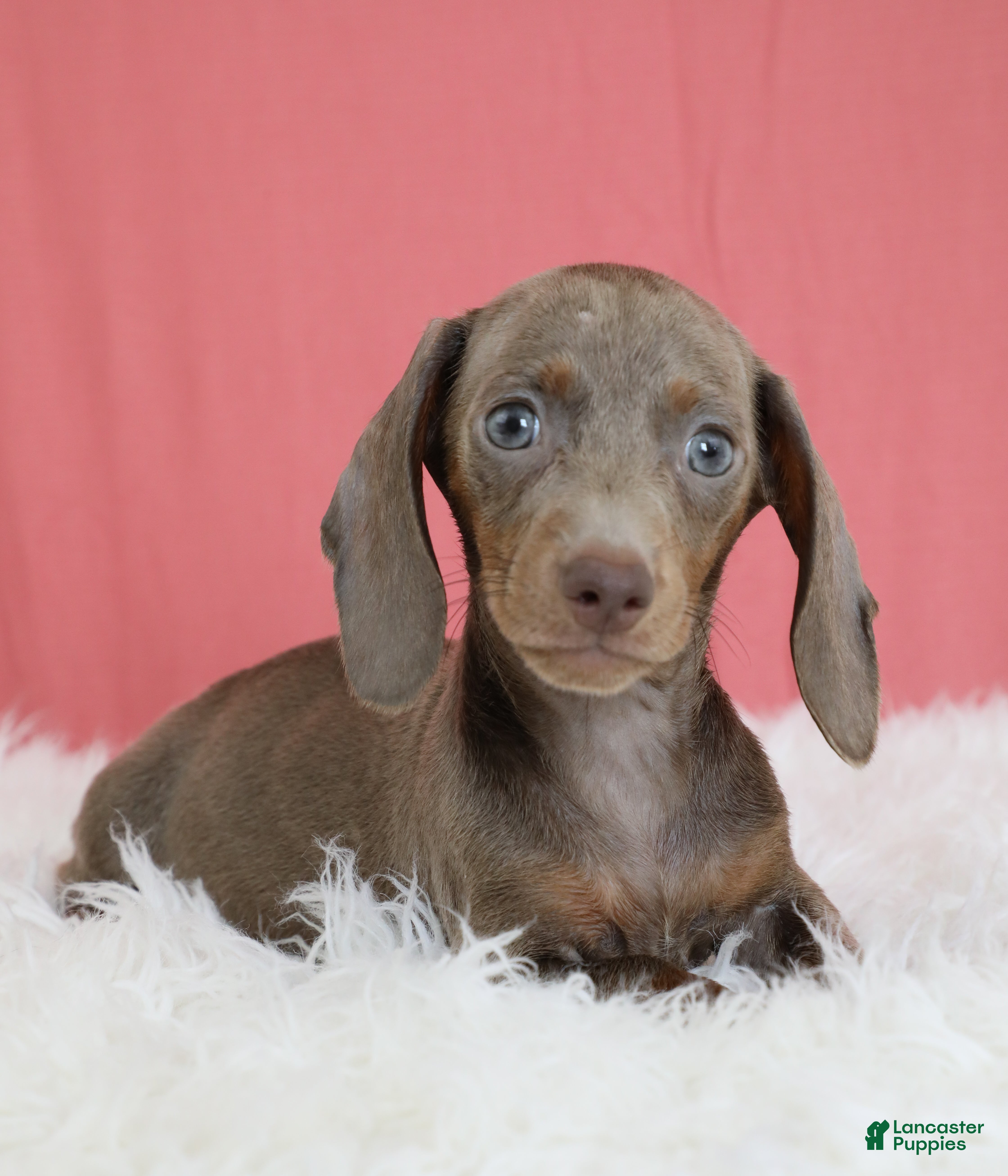 Dachshund dogs Estelle ✨ - Ad 2