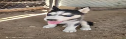 Siberian Husky dogs for sale: Blaze - Ad 7