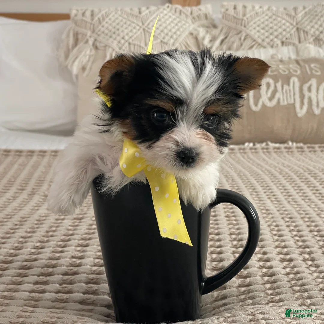 Biewer Terrier dogs for sale: Tiny Minnie - Ad 1