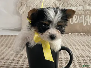 Biewer Terrier dogs Tiny Minnie - Ad 8