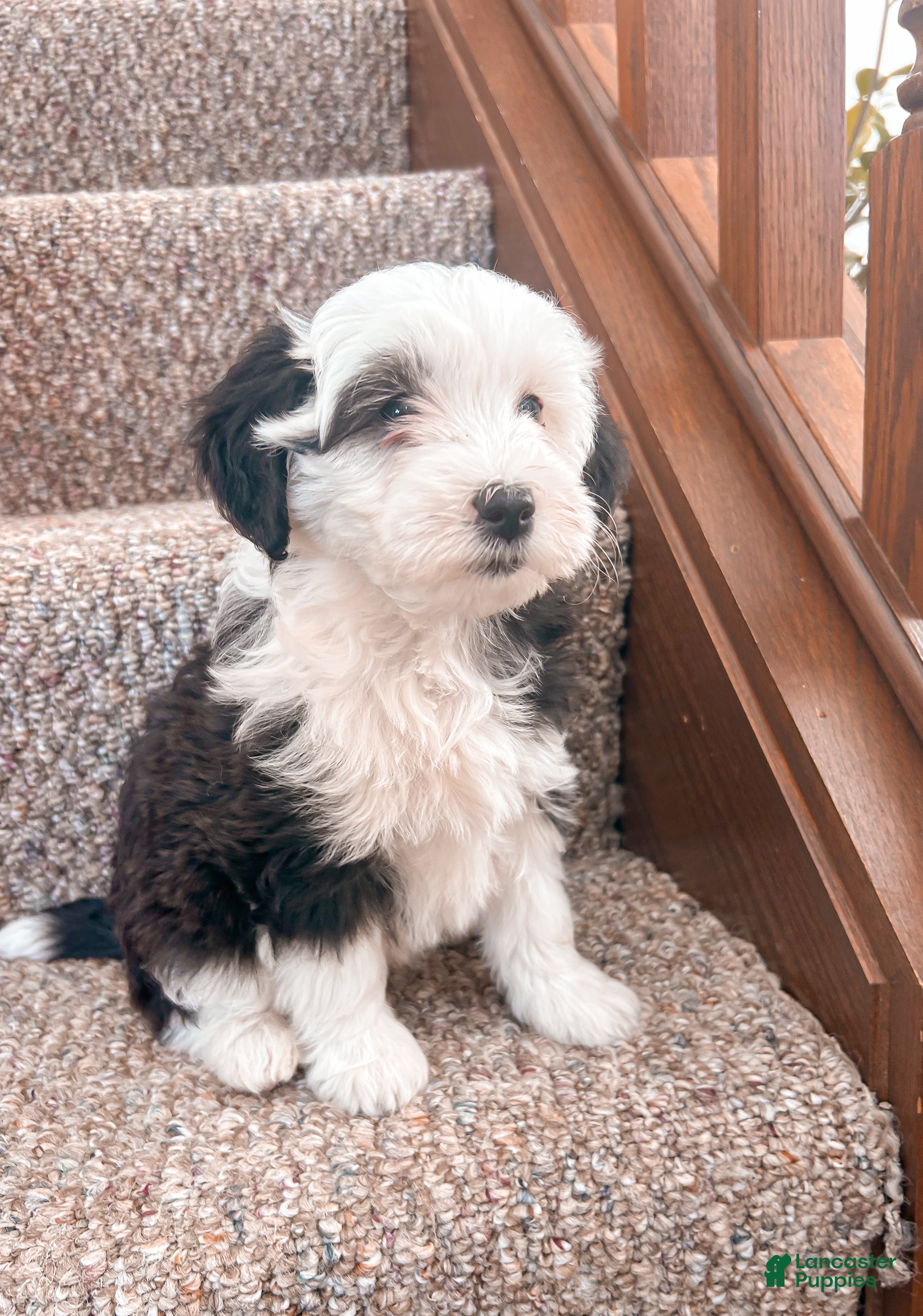 Mixed Breed dogs Bella - Ad 1