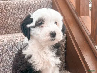 Mixed Breed dogs for sale: Bella - Ad 2