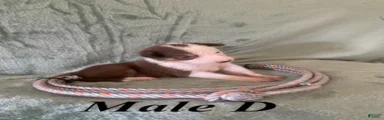 Male D