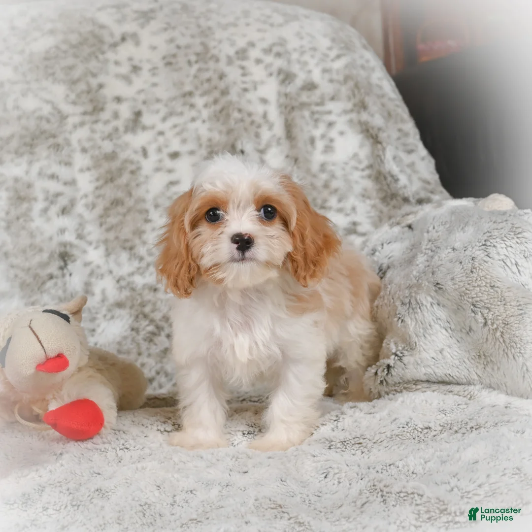 Havanese dogs for sale: Hazel - Ad 9