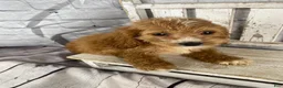 Cockapoo dogs for sale: Lottie - Ad 3